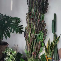 افوربیا قرمز