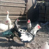 اردک نر اسرایلی با غاز|حیوانات مزرعه|لاجان, |دیوار