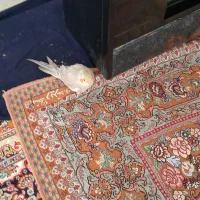 کم شده کسی پیدا کرده زنک بزنه