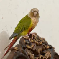 طوطی گرینچیک گم شده