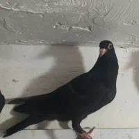 کفتر کلاغ گوک