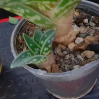 کاج مطبق|گل و گیاه طبیعی|تهران, پرستار|دیوار