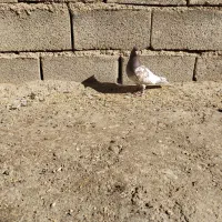 پرندگان|پرنده|جنت, |دیوار