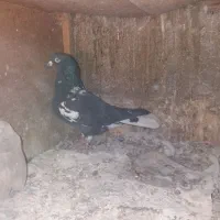 پرنده|پرنده|مشهد, ایثار|دیوار