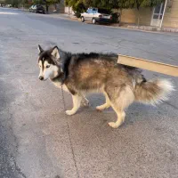 واگذاری هاسکی|سگ|کرمان, |دیوار