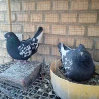 تعدادی کبوترسینه ای زاغ چشم ونوک ویک عددزیل|پرنده|فولادشهر, A4|دیوار