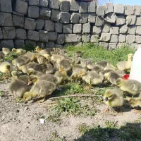 جوجه غاز و قو غار