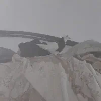 جوجه  طوقی|پرنده|مشهد, کلاته برفی|دیوار