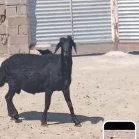 بره قوچ ۸ماهه اصل جنس