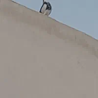 کبوتر شازده