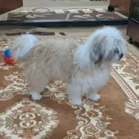 شیتزو|سگ|قوچان, |دیوار