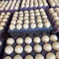 فروش عمده تخم مرغ تازه کیفیت عالی تحویل رایگان