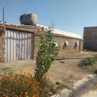 مرغ داری تخم گذار