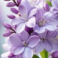 دمنوش های گیاهی