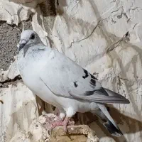 سرور شامی پیازی کرم جفتی|پرنده|وحدتیه, |دیوار