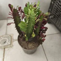 افوربیا دو رنگ|گل و گیاه طبیعی|ری, هاشم‌آباد|دیوار