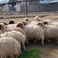 شیشک ماده داشتی