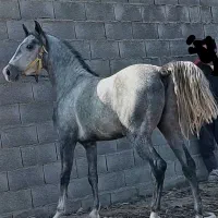 کره اسب سه سال نیم نریان نوه کامران|اسب و تجهیزات اسبسواری|فلاورجان, |دیوار