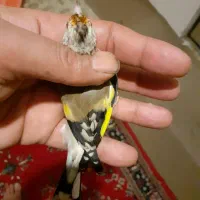 سهره نا خون سفید|پرنده|همدان, |دیوار