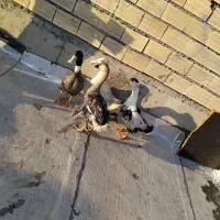 سه عدد اوردک طبیعی ویک قوقاز|حیوانات مزرعه|خوی, |دیوار