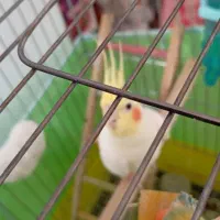 عروس هلندی ماده سرحال|پرنده|قزوین, |دیوار