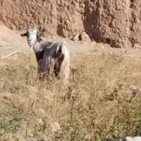 بز.|حیوانات مزرعه|اسفراین, |دیوار