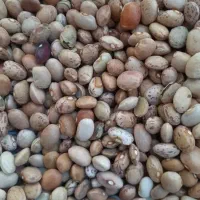 لوبیاچیتی درجه ۲اقتصادی