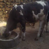 گوساله نر