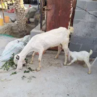 بز گلابی با کهره ی نر
