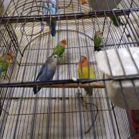 پذیرش واگذاری برزیلی