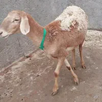 میش چینی قندوزی