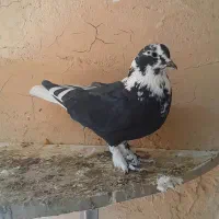 پرنده جوان|پرنده|گلپایگان, |دیوار