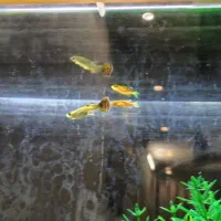 ماهی گوپی.زبرا ‌معاوضه با کوی