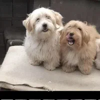 فروش پودل تریر ماده خوش اخلاق