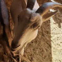 بز سانا ذات شیر آبستن سنگین|حیوانات مزرعه|اردکان, |دیوار