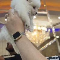 سگ پامر|سگ|تهران, مدائن|دیوار