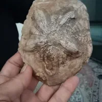 فسیل