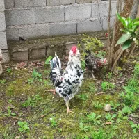 مرغ و خروس گلین ریش کاکل