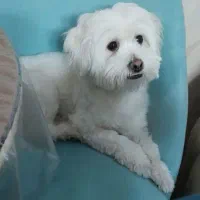 شیتزو فلت،واگذاری رایگان