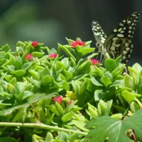 دوربین سونی DSCH5|دوربین عکاسی و فیلم‌برداری|تهران, ظفر|دیوار