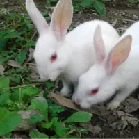 جفت خرگوش مولد