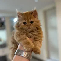 حیوانات خانگی