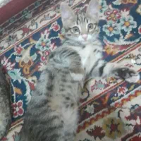 رایگان واگذار میکنم