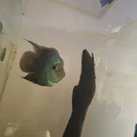 ماهی فلاور و پرت|ماهی|خمینیشهر, |دیوار