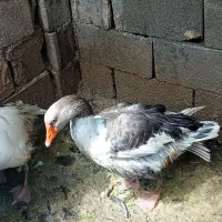 غاز|حیوانات مزرعه|ایذه, |دیوار