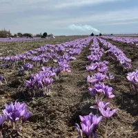 کارگر مزرعه زعفران چیدن گل از زمین