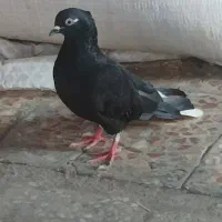کفتر