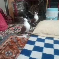 3جوت یاخجی حیوان