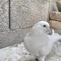 طوقی پلاکی سفید پرشی|پرنده|شاهینشهر, شهرک سایت|دیوار