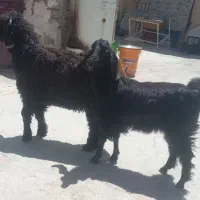 یک عدد کهره ماده یک عدد بره نر دوتا مال درجه یک